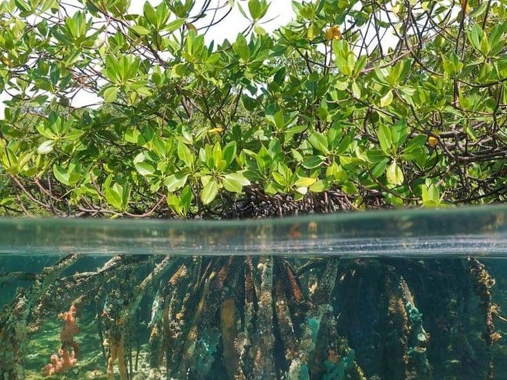 Biodiversity conservation — land and river