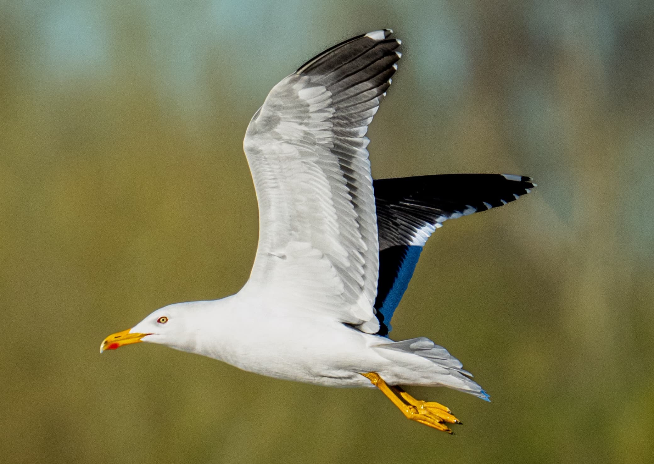 Species Documentation: Avian Survey