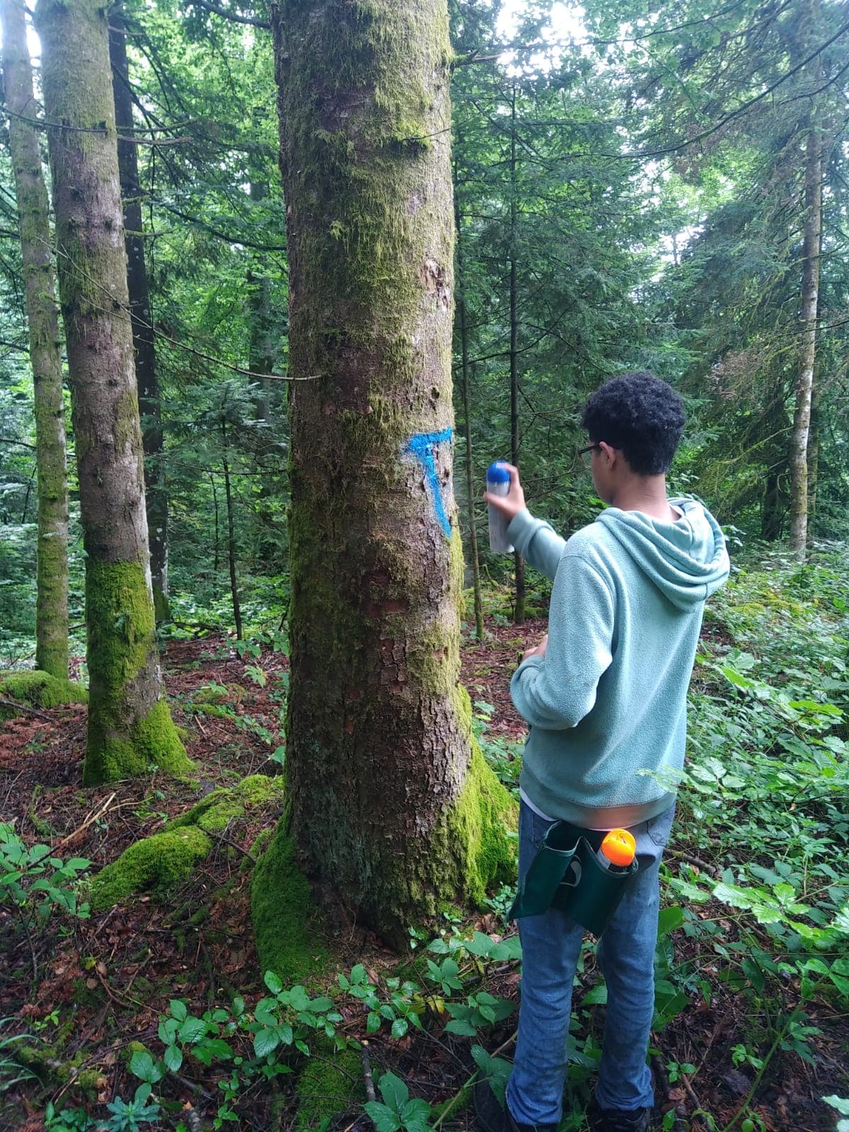Rewilding Experiment