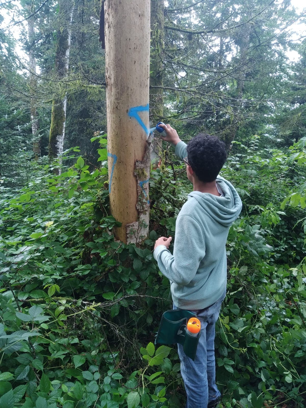 Temperate Forest Research