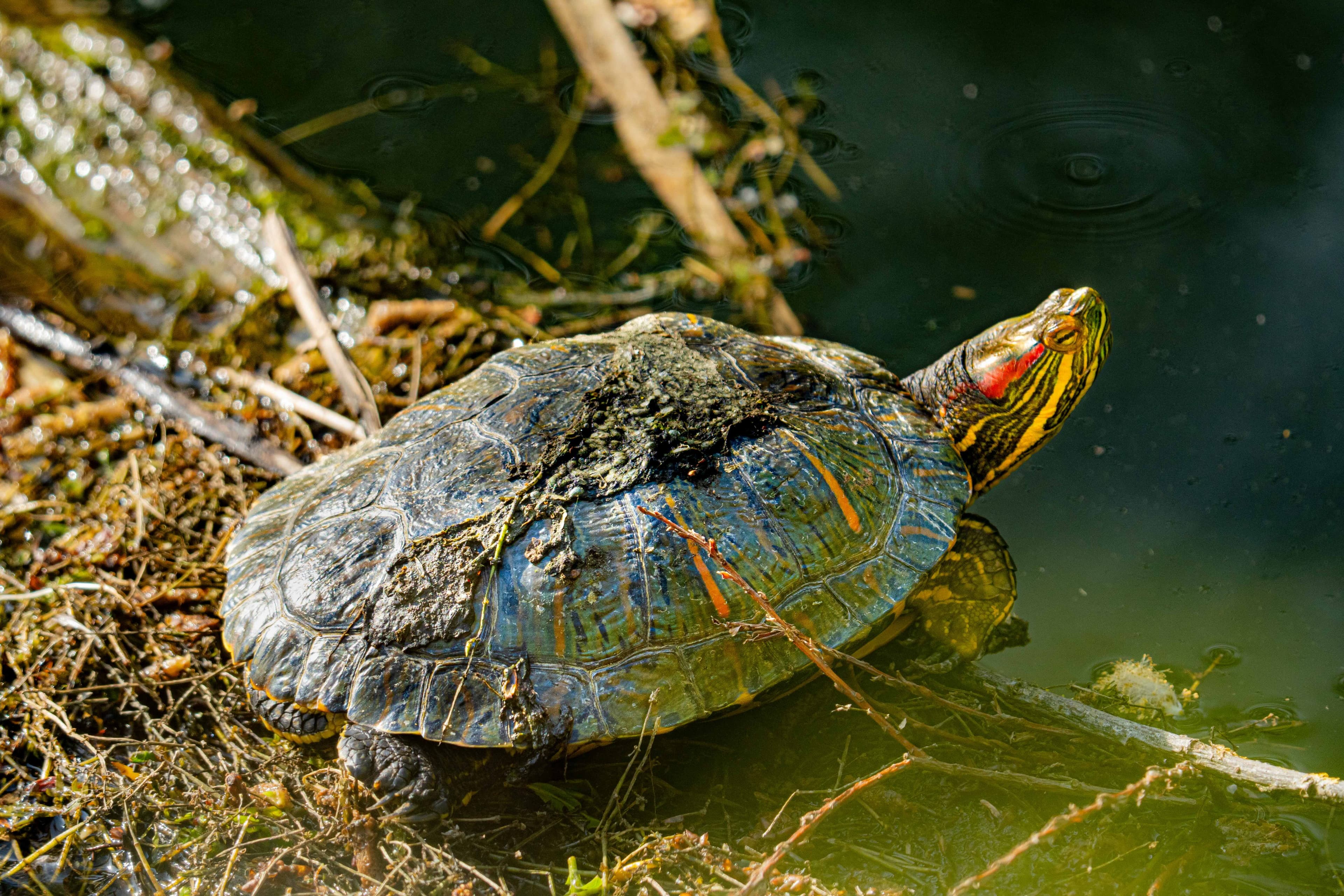 Invasive Species Alert