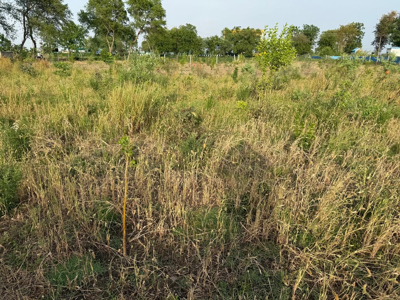 Landscape restoration